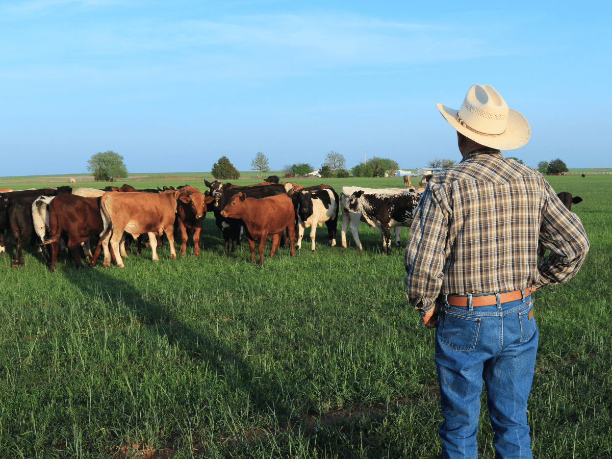 Local rancher with his cattle.