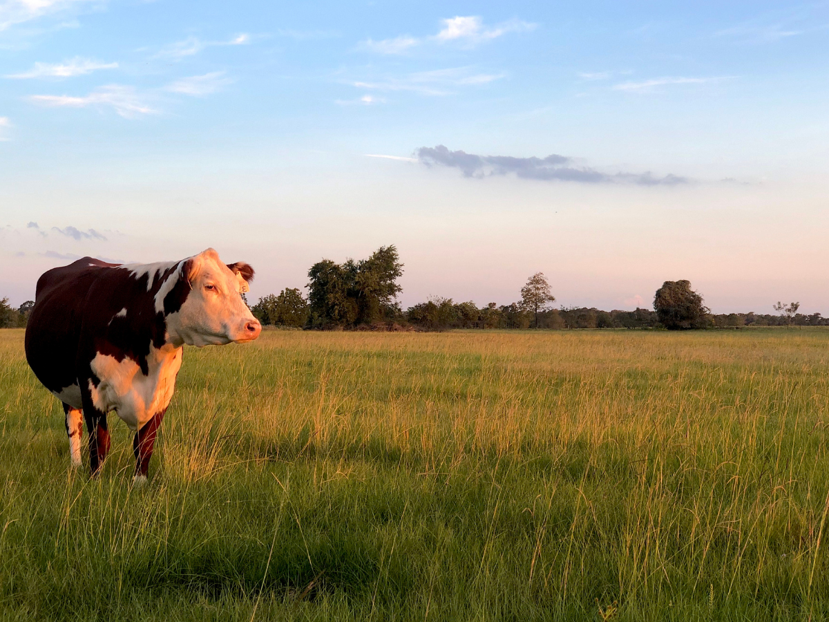 Coastal Plains Meat Company | Sustainable