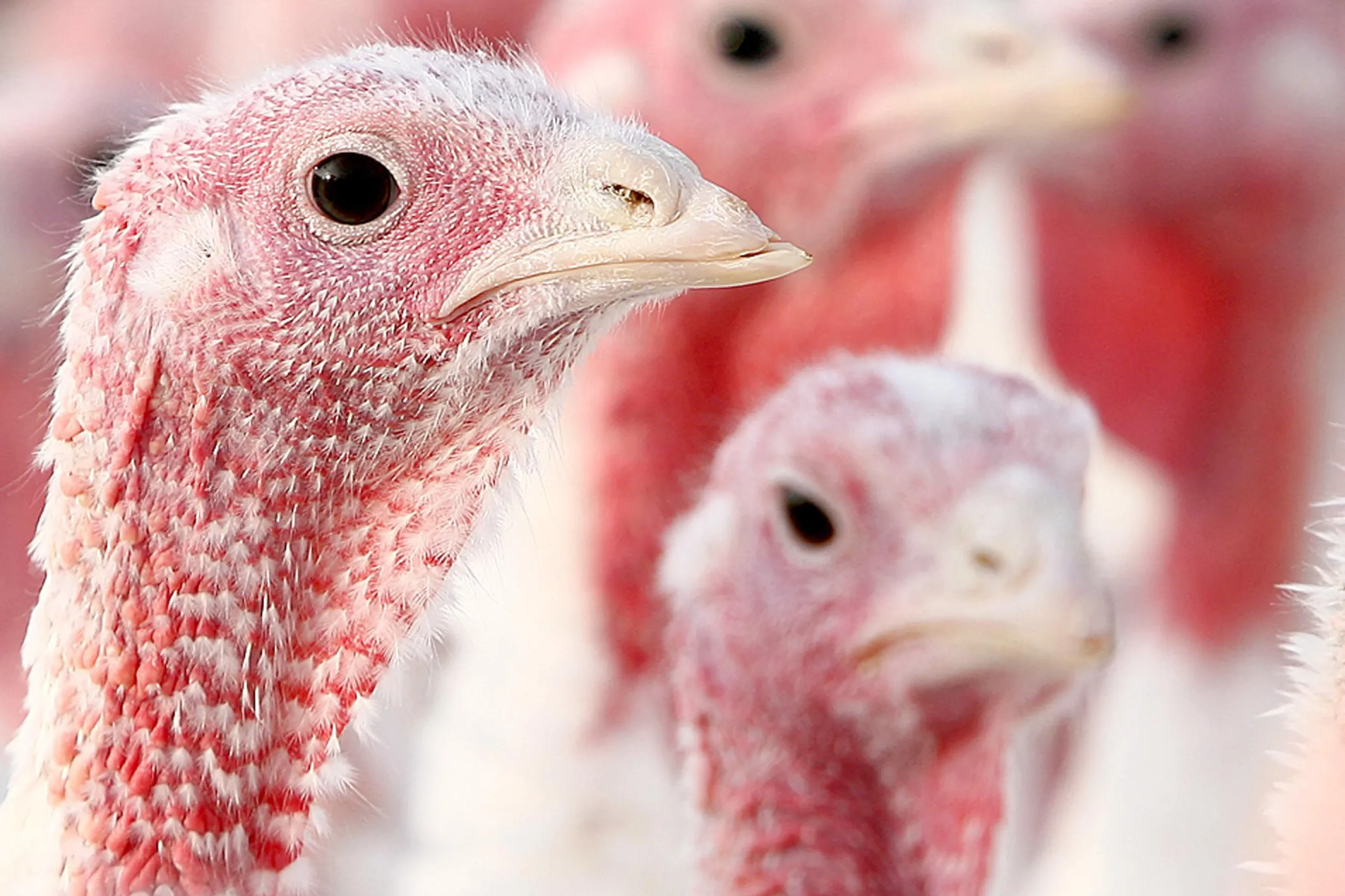 Bird Flu to cause Thanksgiving turkey shortage